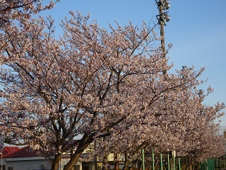 グランド東側の桜1.JPG