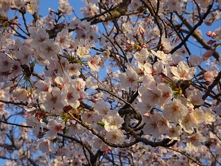 グランド東側の桜2.JPG