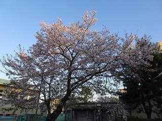 木工室横の桜1.JPG