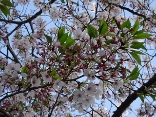 木工室横の桜2.JPG