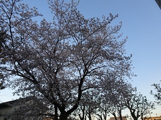 校舎東側の桜1.JPG
