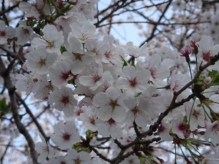 校舎東側の桜2.JPG