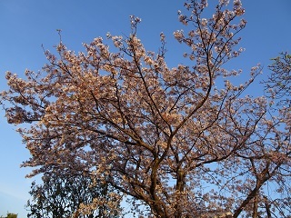 校舎南側の桜1.JPG