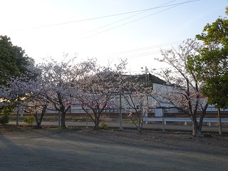 グランド北側の桜1.JPG