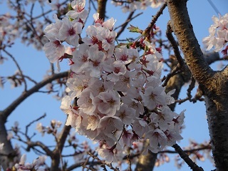 グランド北側の桜2.JPG