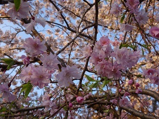 校舎南側の桜(濃いピンク色)2.JPG