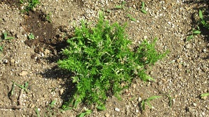 IMG_0068.JPG